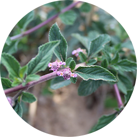 White Verbena